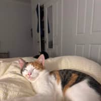 Photo of Daphne