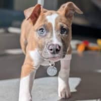 Photo of Plum