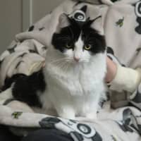 Photo of Piper
