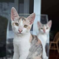 Photo of Flossie And Misty