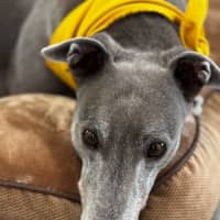 Photo of Winnie 
