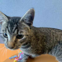 Photo of Spud
