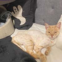 Photo of Flik