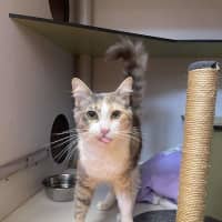 Photo of Clover