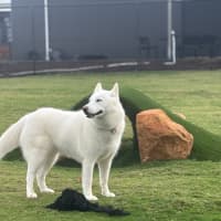 Photo of Yuki   3 Year Old Husky