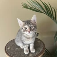 Photo of Waffles & Sprout