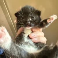 Photo of Fauna Meet Me At Petstock Chelsea