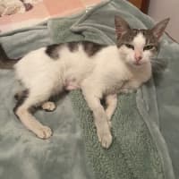 Photo of Daisy Urgently Needs A Home !