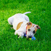 Photo of Clara   4 Month Old Cattle Dog X