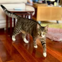 Photo of Lindsay   Located In Westmeadows