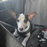 Photo of Dancer (Solo)