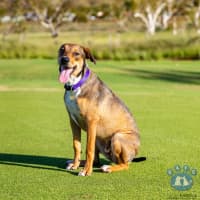 Photo of Willow