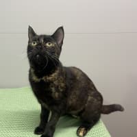 Photo of Dolly Parton