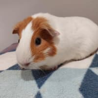 Photo of Liberty
