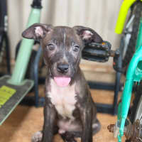 Photo of Tide (Milo)