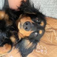 Photo of Bean   1 Year Old Dachshund X