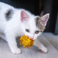 Photo of Apollo