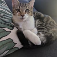 Photo of Dottie Golden