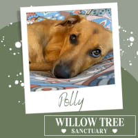 Photo of Polly