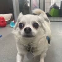Photo of Sparky