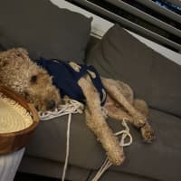 Photo of Pierre   6 Year Old Groodle