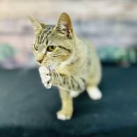 Photo of Tilly   Located In Preston 