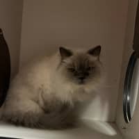 Photo of Lolly