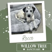 Photo of Rocco