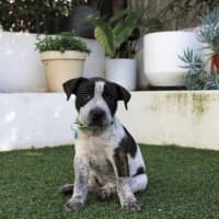 Photo of Bella