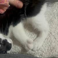 Photo of Atlas