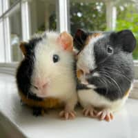 Photo of Heckle And Jeckle