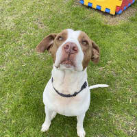 Photo of Bruno