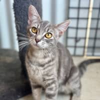 Photo of Mittens 