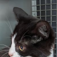 Photo of Butterball Brown