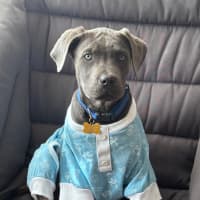 Photo of Enzo