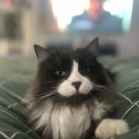 Photo of Gizmo & Mushu