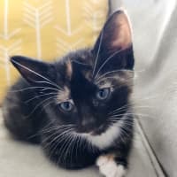 Photo of Little Miss