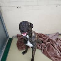 Photo of Juke (63714)