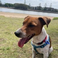 Photo of Fenton   2 Year Old Jack Russell