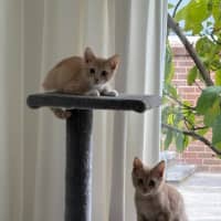 Photo of Marshmallow