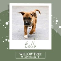 Photo of Bella
