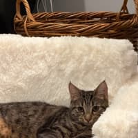 Photo of Zadie