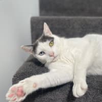 Photo of Missy & Pablo 🌷🐈