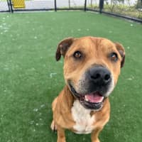 Photo of Rambo Imp 2127