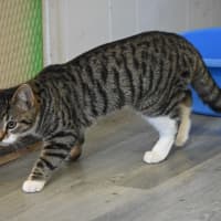 Photo of Indie