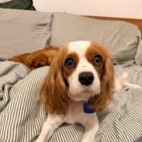 Photo of Lizzie And Velvet