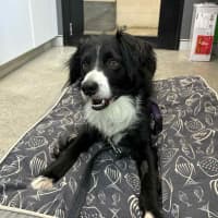 Photo of Marley