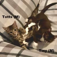 Photo of Tiny And Totts
