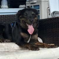 Photo of Pippa