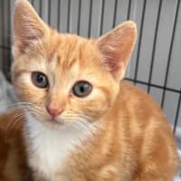 Photo of Buttercup